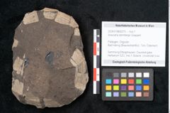 Foto (Objekt + Etikett) von Araucaria sternbergii Goeppert (NHMW-GEO-2024-0188-8275)